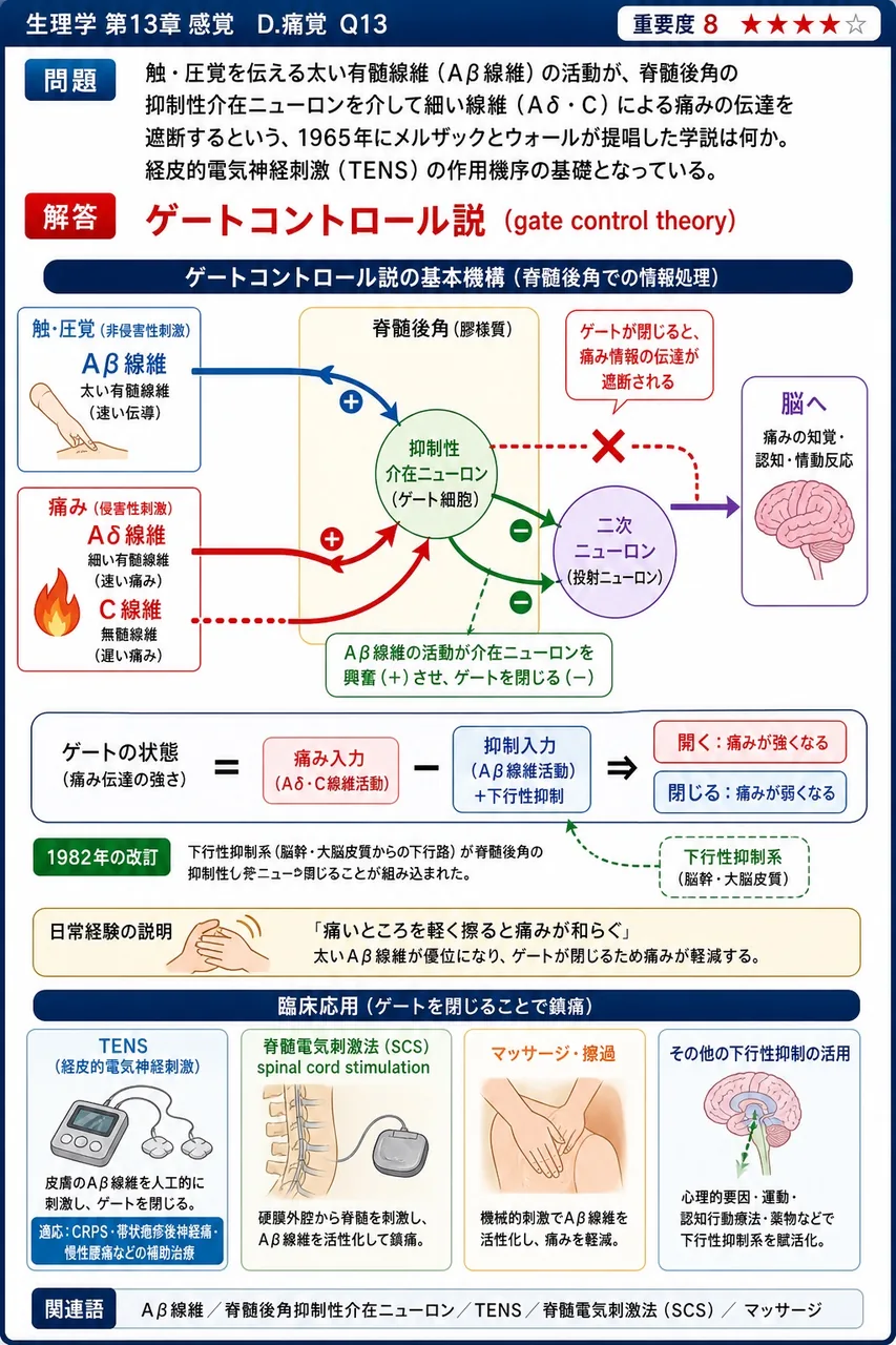 触・圧覚を伝える太い有髄線維(Aβ線維)の活動が、脊髄後角の抑制性介在ニューロンを介して細い線維(Aδ・C)による痛みの伝達を遮断するという、1965年にメルザックとウォールが提唱した学説は何か。経皮的電気神経刺激(TENS)の作用機序の基礎となっている。 解説図