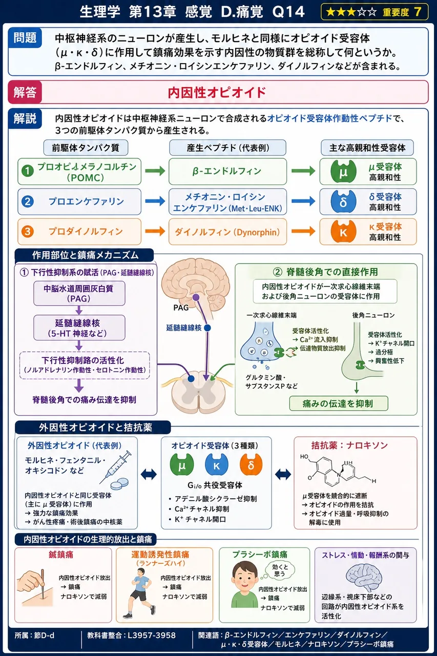 中枢神経系のニューロンが産生し、モルヒネと同様にオピオイド受容体(μ・κ・δ)に作用して鎮痛効果を示す内因性の物質群を総称して何というか。β-エンドルフィン、メチオニン・ロイシンエンケファリン、ダイノルフィンなどが含まれる。 解説図