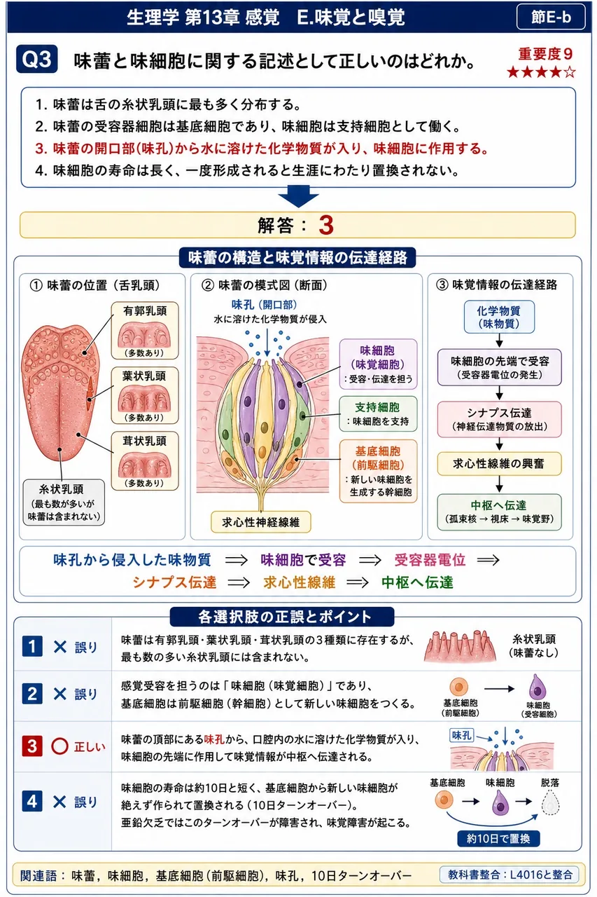 味蕾と味細胞に関する記述として正しいのはどれか。 解説図