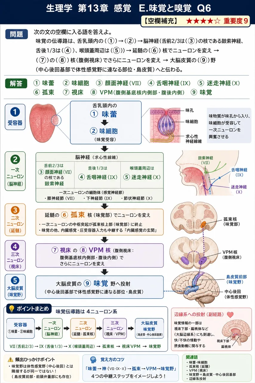 次の文の空欄に入る語を答えよ。 味覚の伝導路は、舌乳頭内の(①)→(②)→脳神経(舌前2/3は(③)の枝である鼓索神経、舌後1/3は(④)、喉頭蓋周辺は(⑤))→延髄の(⑥)核でニューロンを変え→(⑦)の(⑧)核(腹側視床)でさらにニューロンを変え→大脳皮質の(⑨)野(中心後回基部で体性感覚野に連なる部位・島皮質)へと伝わる。 解説図
