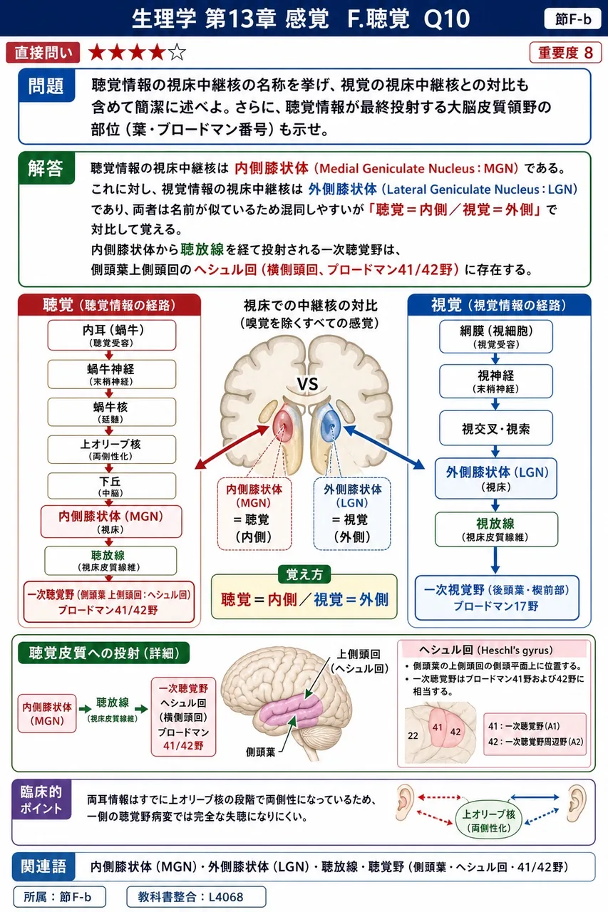 聴覚情報の視床中継核の名称を挙げ、視覚の視床中継核との対比も含めて簡潔に述べよ。さらに、聴覚情報が最終投射する大脳皮質領野の部位(葉・ブロードマン番号)も示せ。 解説図