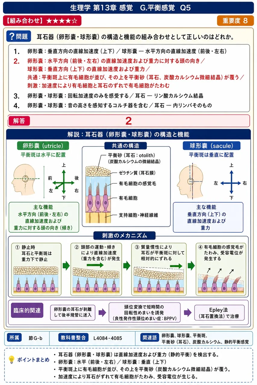 耳石器(卵形嚢・球形嚢)の構造と機能の組み合わせとして正しいのはどれか。 解説図
