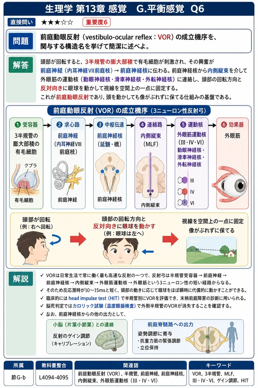 前庭動眼反射(vestibulo-ocular reflex:VOR)の成立機序を、関与する構造名を挙げて簡潔に述べよ。 解説図