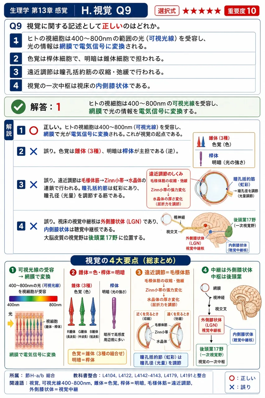 視覚に関する記述として**正しい**のはどれか。 解説図