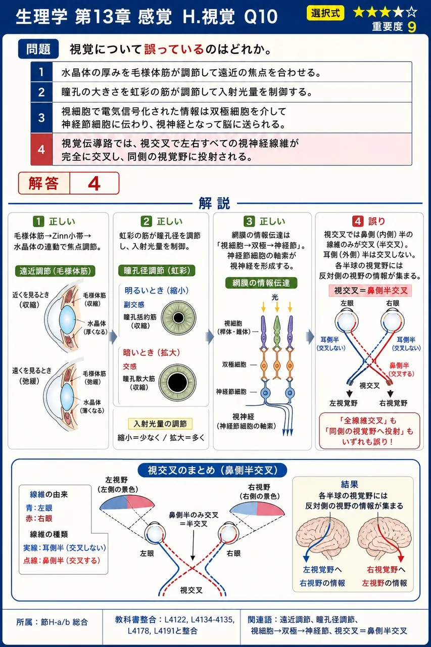 視覚について**誤っている**のはどれか。 解説図