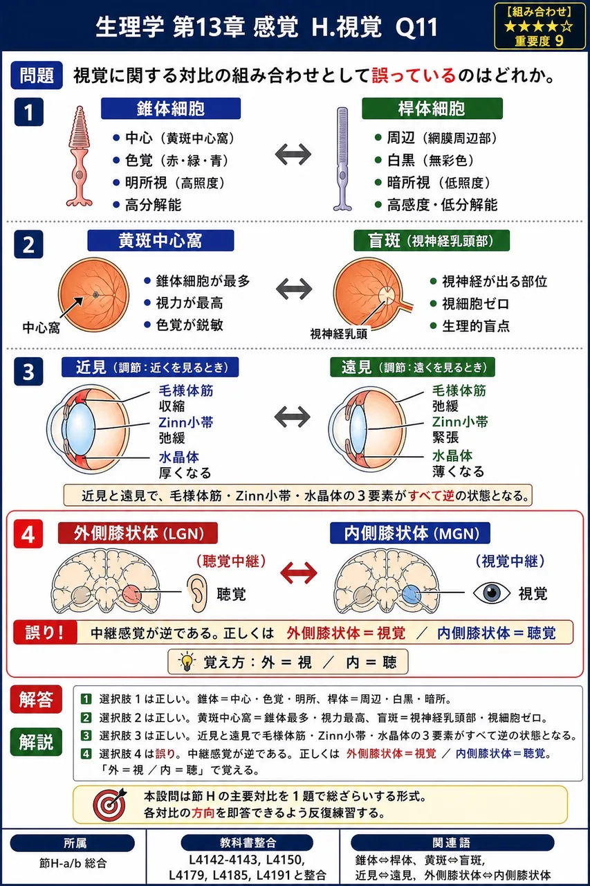視覚に関する対比の組み合わせとして**誤っている**のはどれか。 解説図