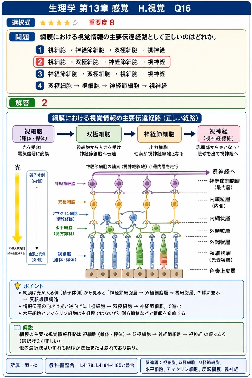 網膜における視覚情報の主要伝達経路として**正しい**のはどれか。 解説図