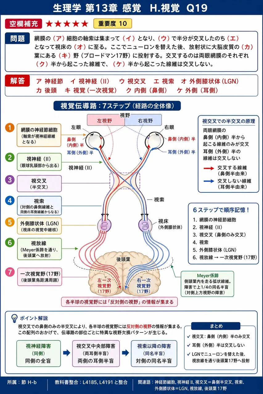 次の文の空欄に入る語を答えよ。網膜の(ア)細胞の軸索は集まって(イ)となり、(ウ)で半分が交叉したのち(エ)となって視床の(オ)に至る。ここでニューロンを替えた後、放射状に大脳皮質の(カ)葉にある(キ)野(ブロードマン17野)に投射する。交叉するのは両眼網膜のそれぞれ(ク)半から起こった線維で、(ケ)半から起こった線維は交叉しない。 解説図