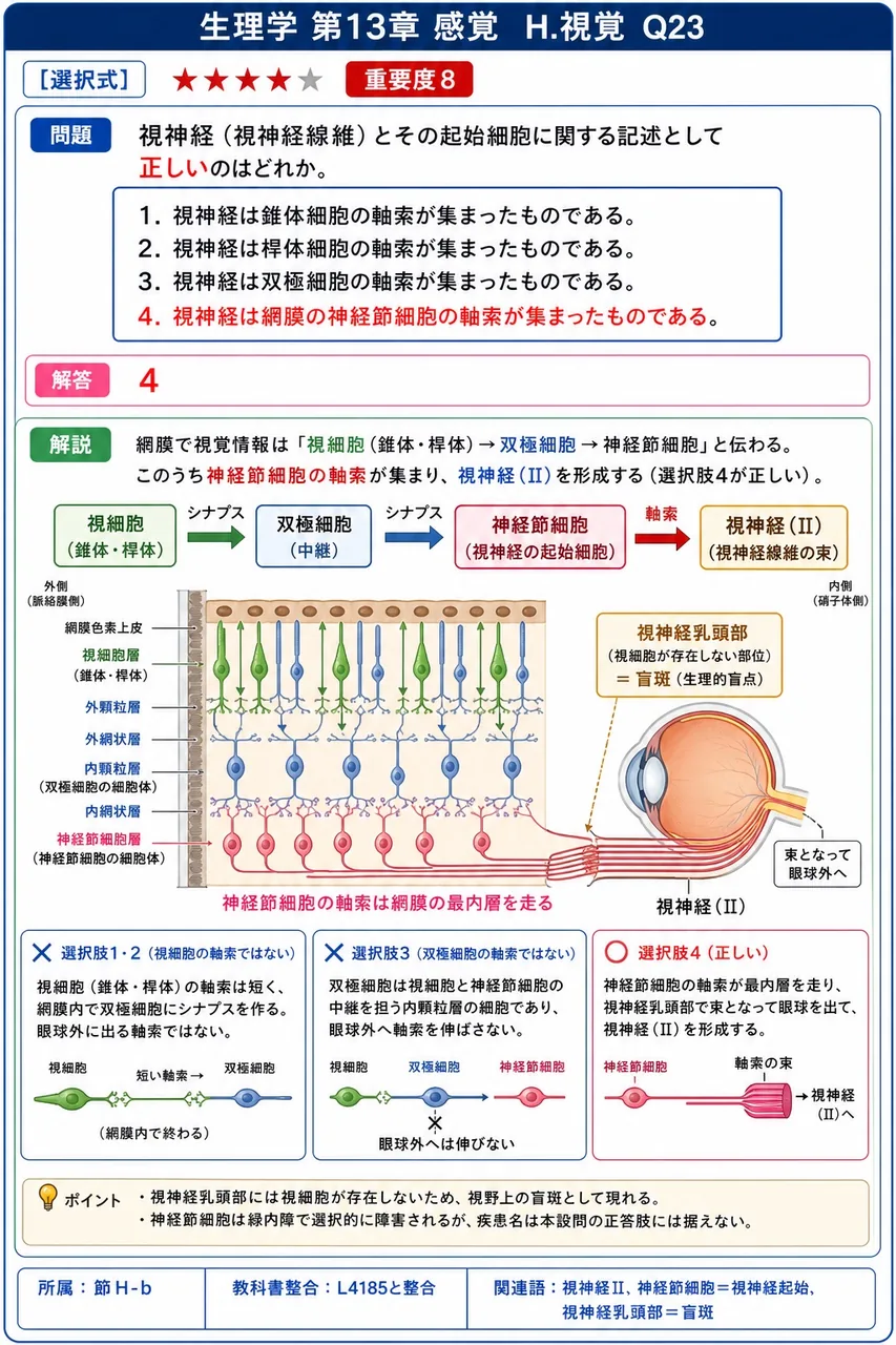 視神経(視神経線維)とその起始細胞に関する記述として**正しい**のはどれか。 解説図
