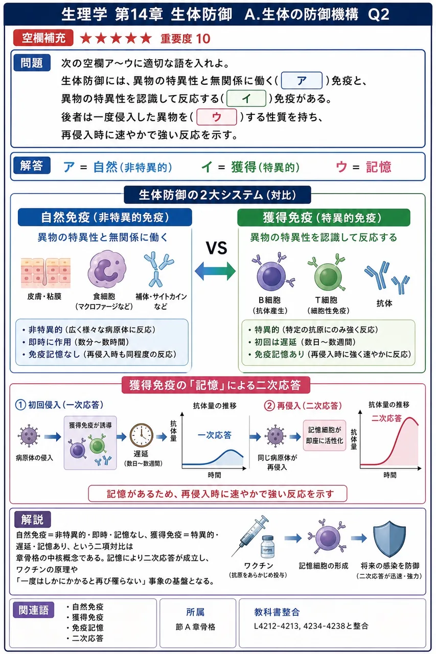次の空欄ア〜ウに適切な語を入れよ。 「生体防御には、異物の特異性と無関係に働く( ア )免疫と、異物の特異性を認識して反応する( イ )免疫がある。後者は一度侵入した異物を( ウ )する性質を持ち、再侵入時に速やかで強い反応を示す。」 解説図