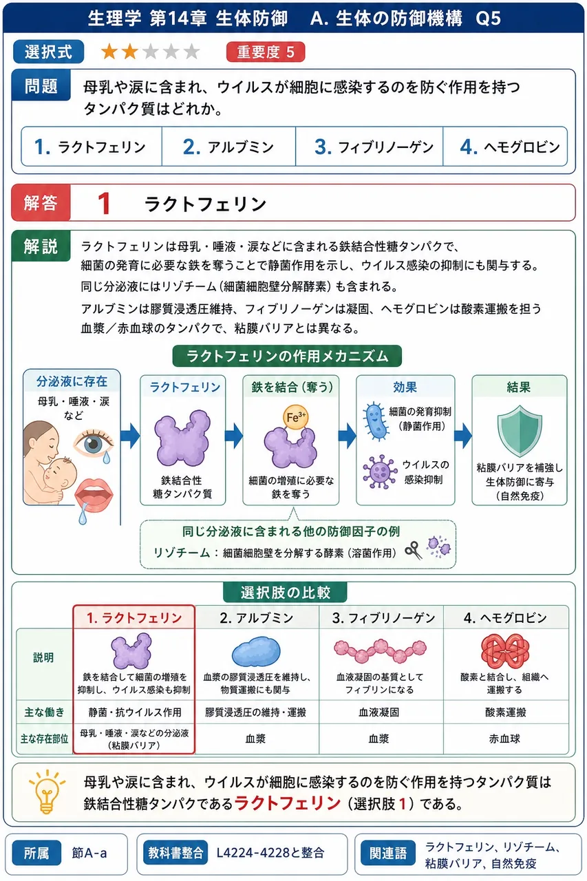 母乳や涙に含まれ、ウイルスが細胞に感染するのを防ぐ作用を持つタンパク質はどれか。 解説図