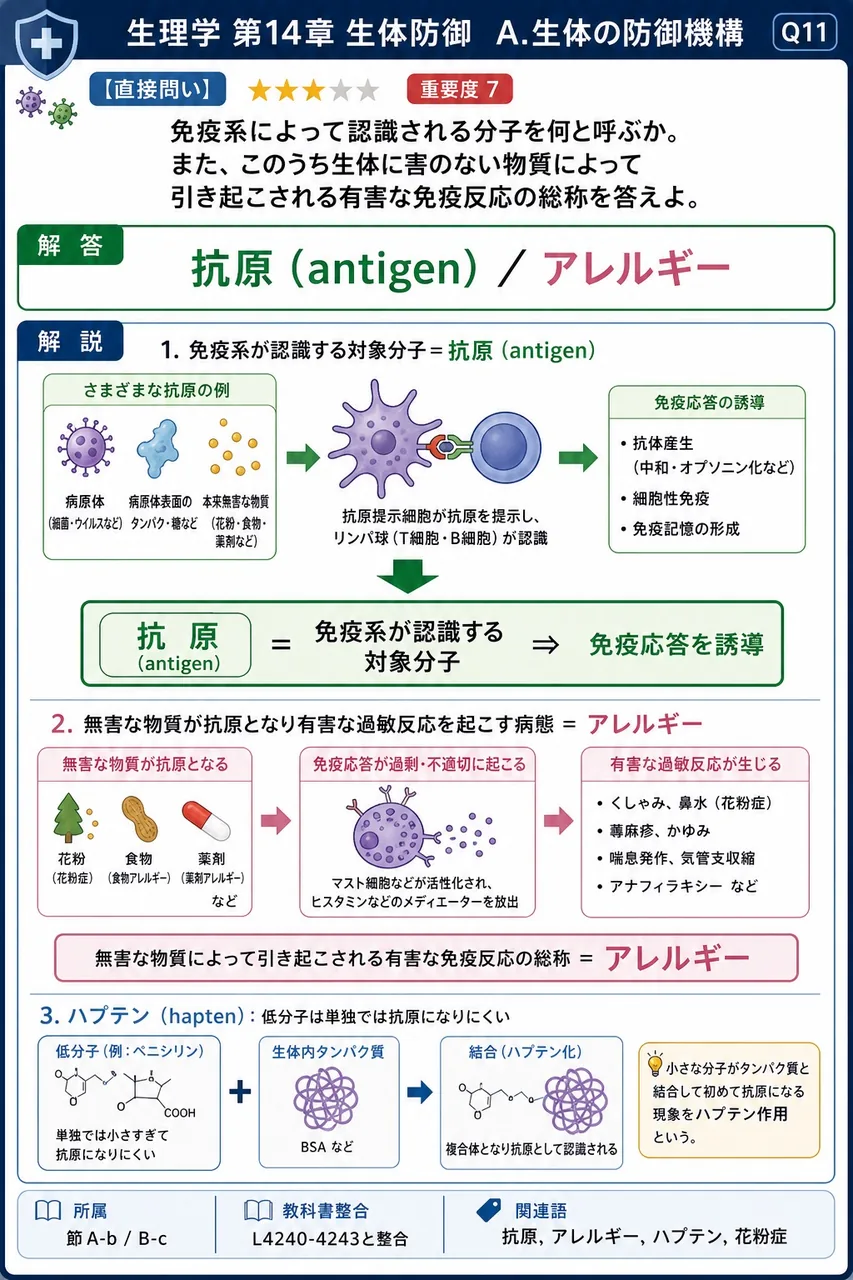 免疫系によって認識される分子を何と呼ぶか。また、このうち生体に害のない物質によって引き起こされる有害な免疫反応の総称を答えよ。 解説図