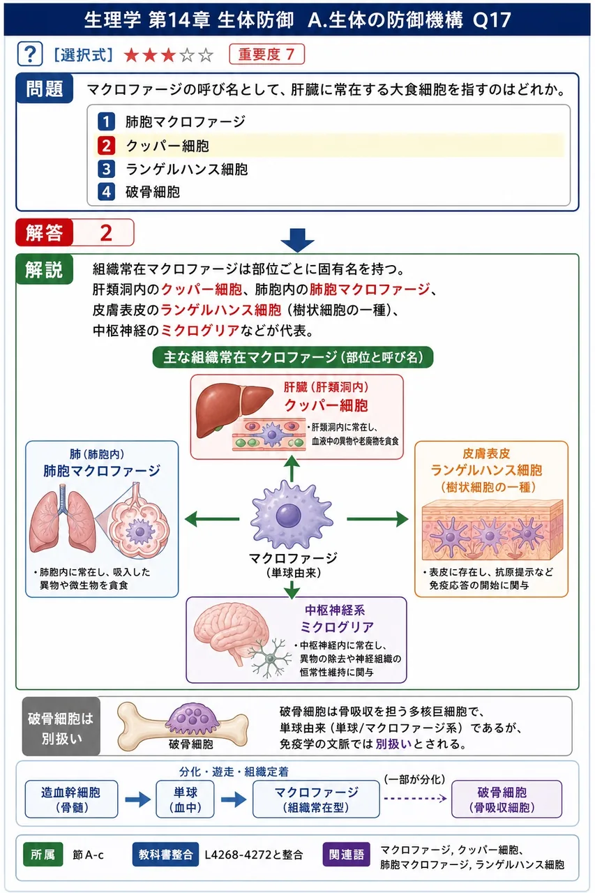 マクロファージの呼び名として、肝臓に常在する大食細胞を指すのはどれか。 解説図