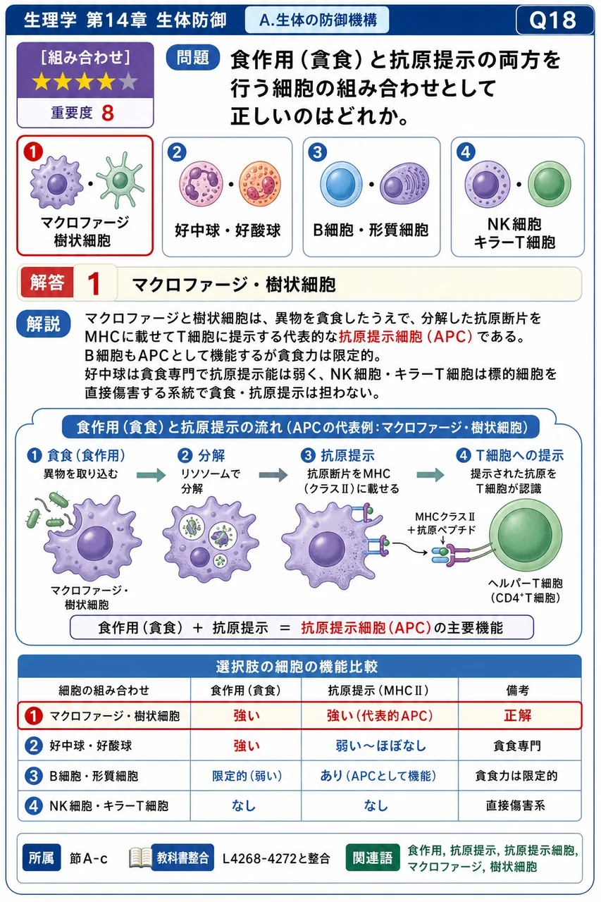 食作用(貪食)と抗原提示の両方を行う細胞の組み合わせとして正しいのはどれか。 解説図