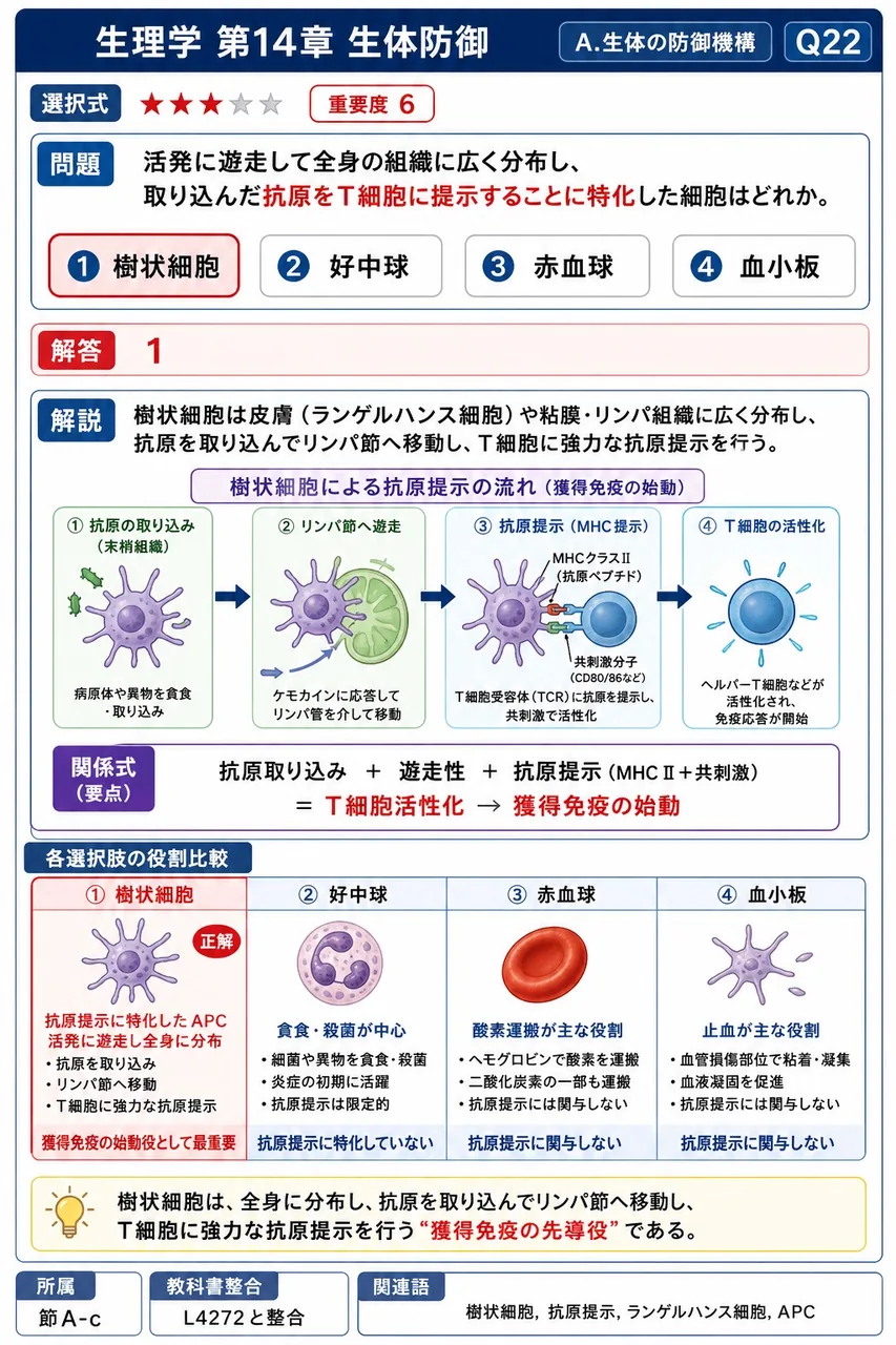 活発に遊走して全身の組織に広く分布し、取り込んだ抗原をT細胞に提示することに特化した細胞はどれか。 解説図