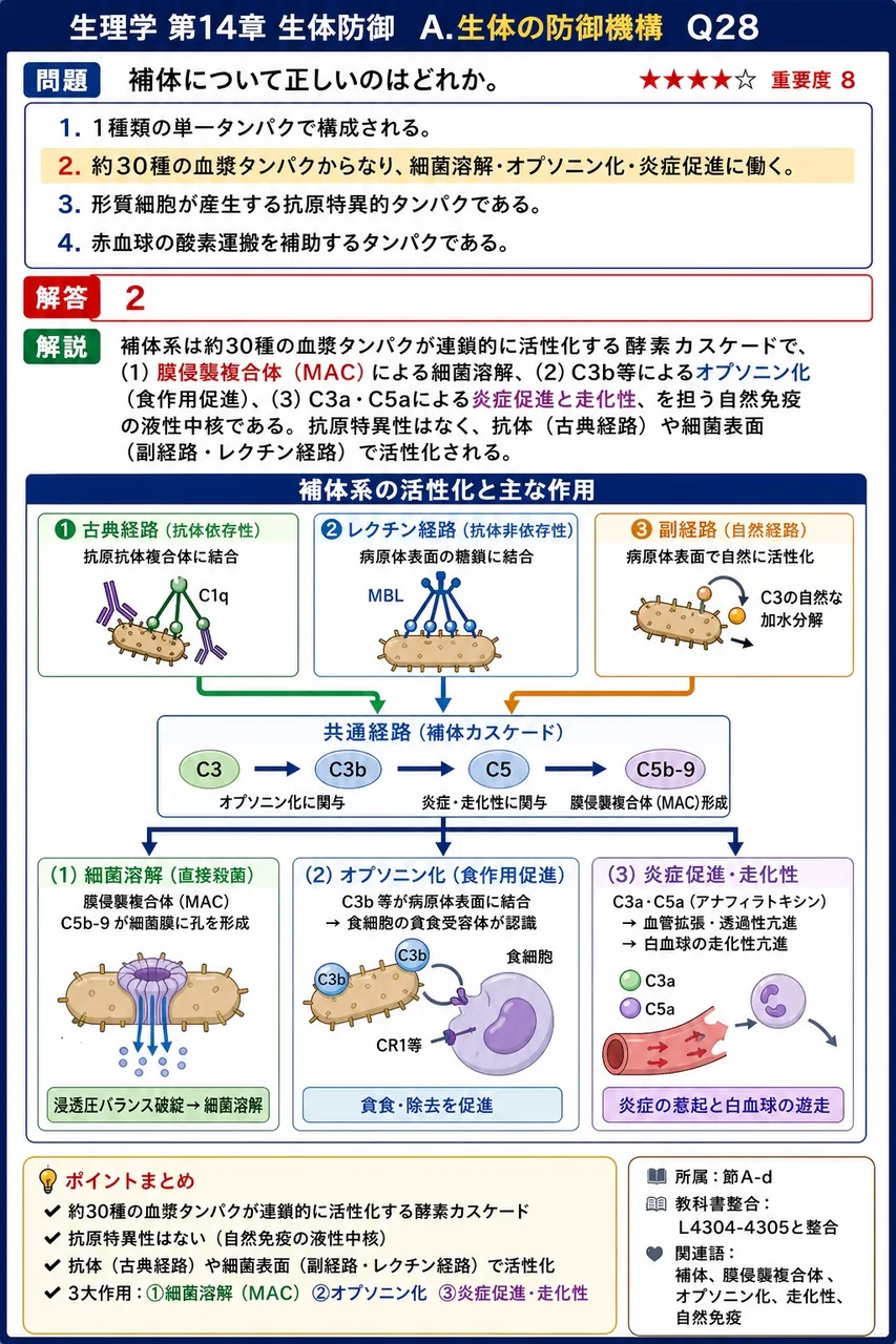 補体について正しいのはどれか。 解説図