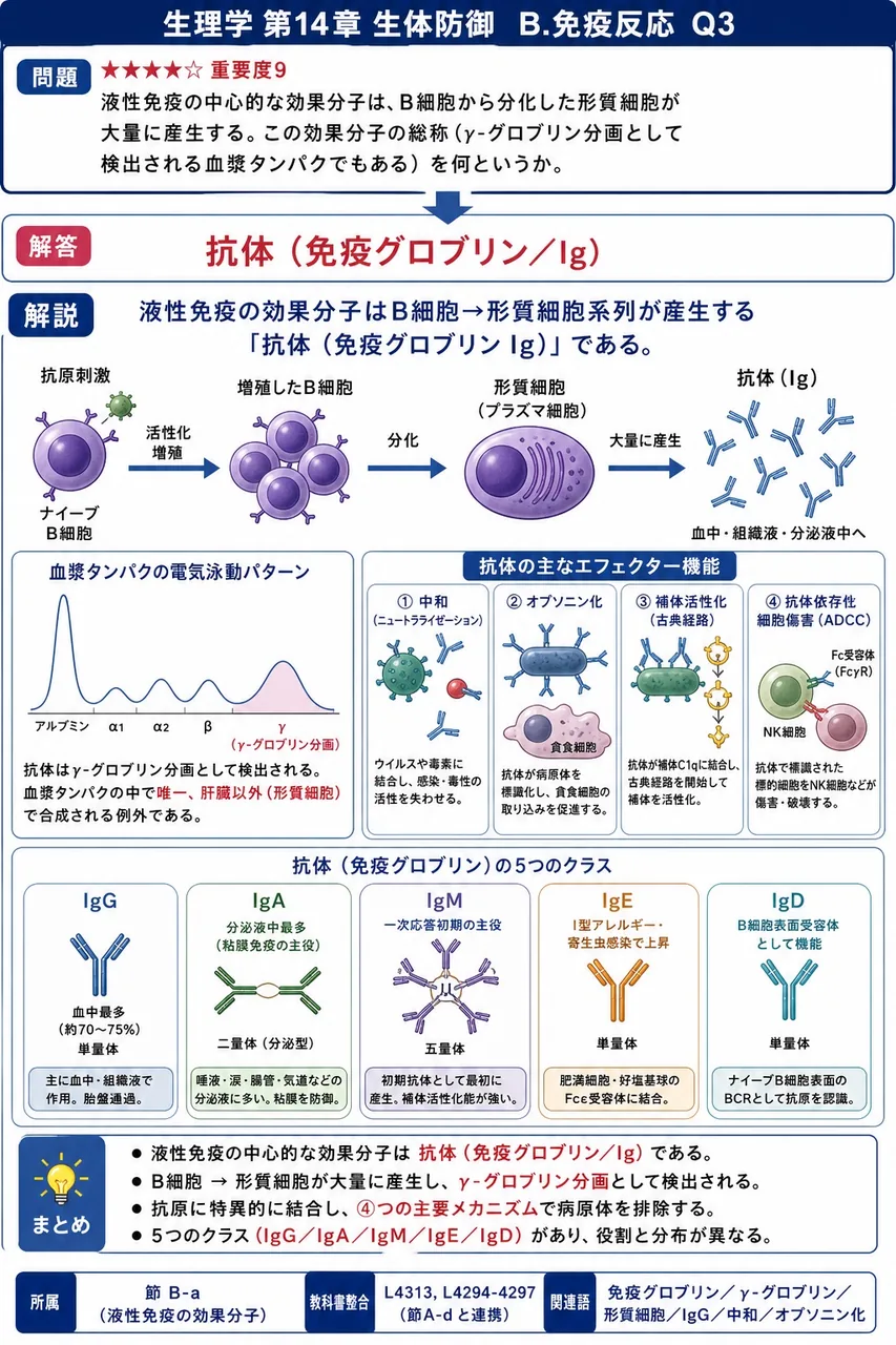液性免疫の中心的な効果分子は、B細胞から分化した形質細胞が大量に産生する。この効果分子の総称(γ-グロブリン分画として検出される血漿タンパクでもある)を何というか。 解説図