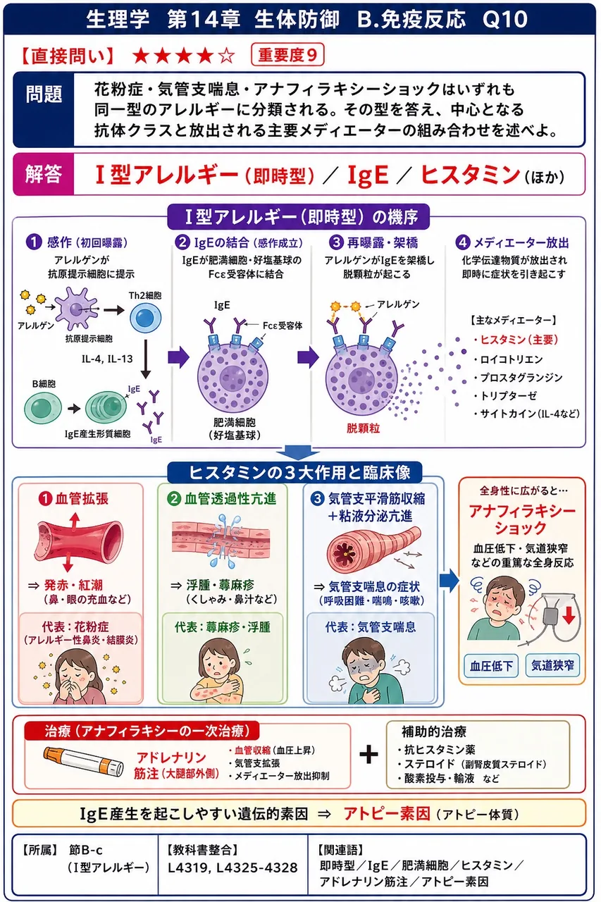 花粉症・気管支喘息・アナフィラキシーショックはいずれも同一型のアレルギーに分類される。その型を答え、中心となる抗体クラスと放出される主要メディエーターの組み合わせを述べよ。 解説図