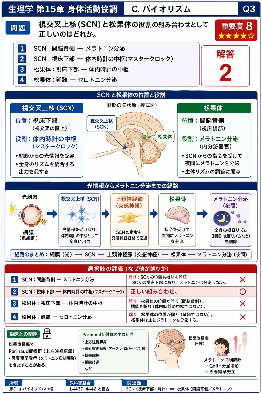 視交叉上核(SCN)と松果体の役割の組み合わせとして正しいのはどれか。 解説図