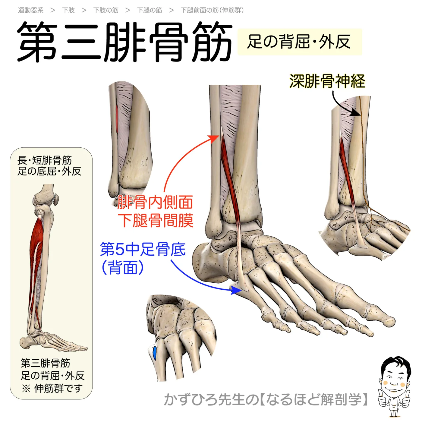 第三腓骨筋