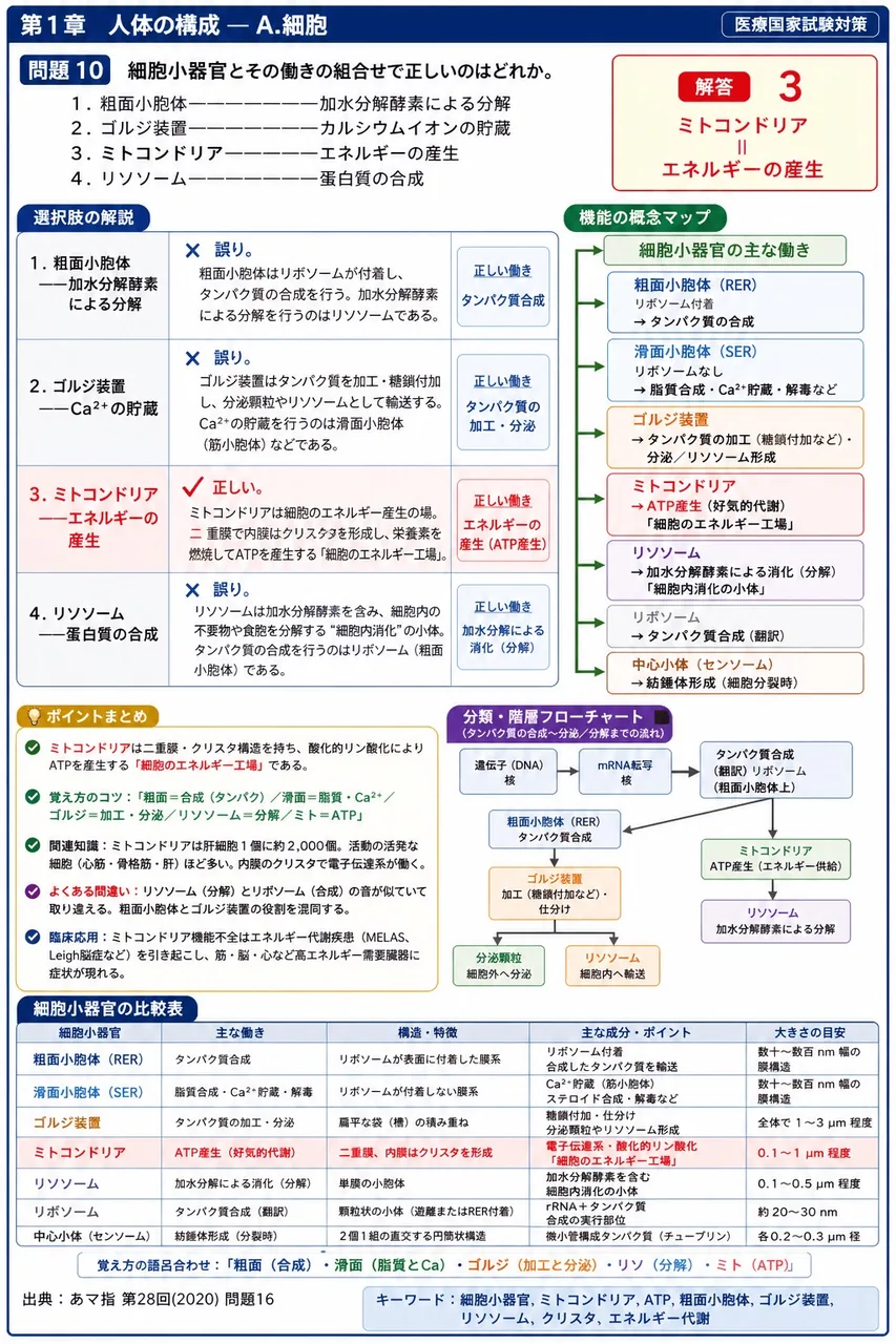あマ指 第28回(2020) 問題16｜細胞小器官とその働きの組合せで正しいのはどれか。 解説図