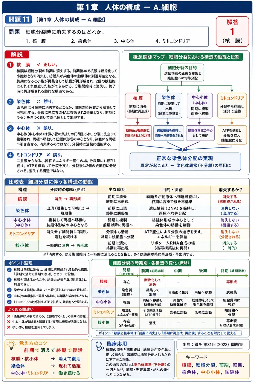 鍼灸 第31回(2023) 問題15|細胞分裂時に消失するのはどれか。 解説図