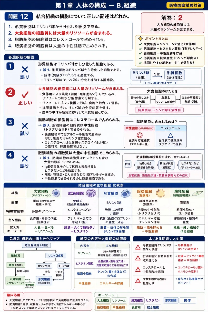 鍼灸 第18回(2010) 問題15|結合組織の細胞について正しい記述はどれか。 解説図
