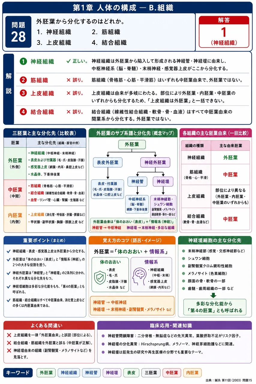 鍼灸 第11回(2003) 問題15｜外胚葉から分化するのはどれか。 解説図