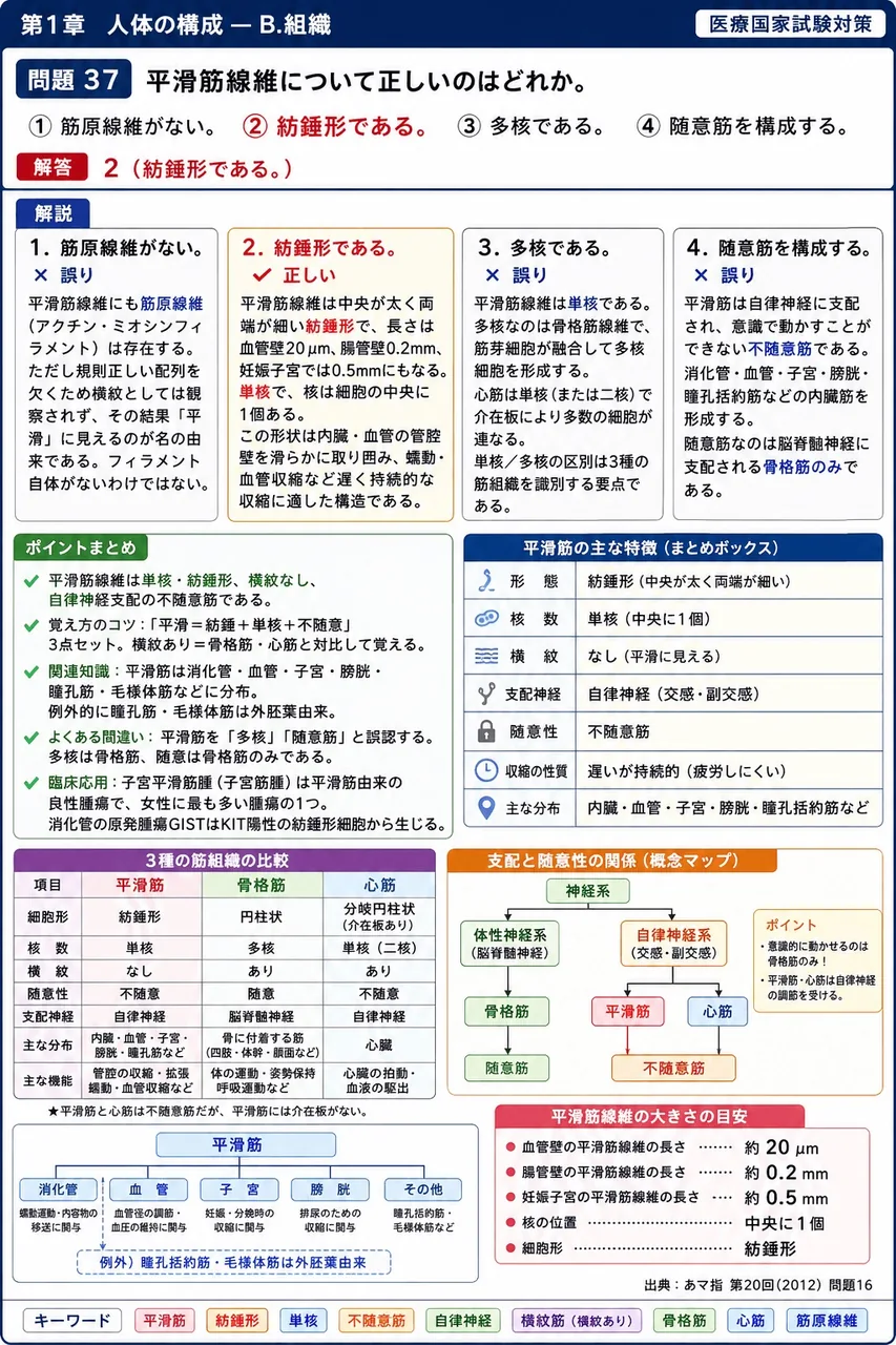 あマ指 第20回(2012) 問題16｜平滑筋線維について正しいのはどれか。 解説図