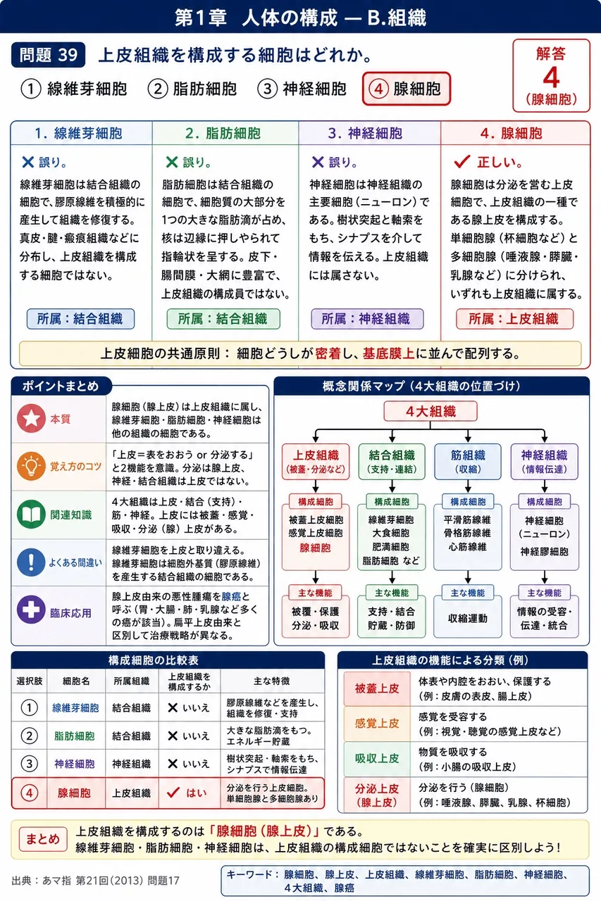 あマ指 第21回(2013) 問題17|上皮組織を構成する細胞はどれか。 解説図