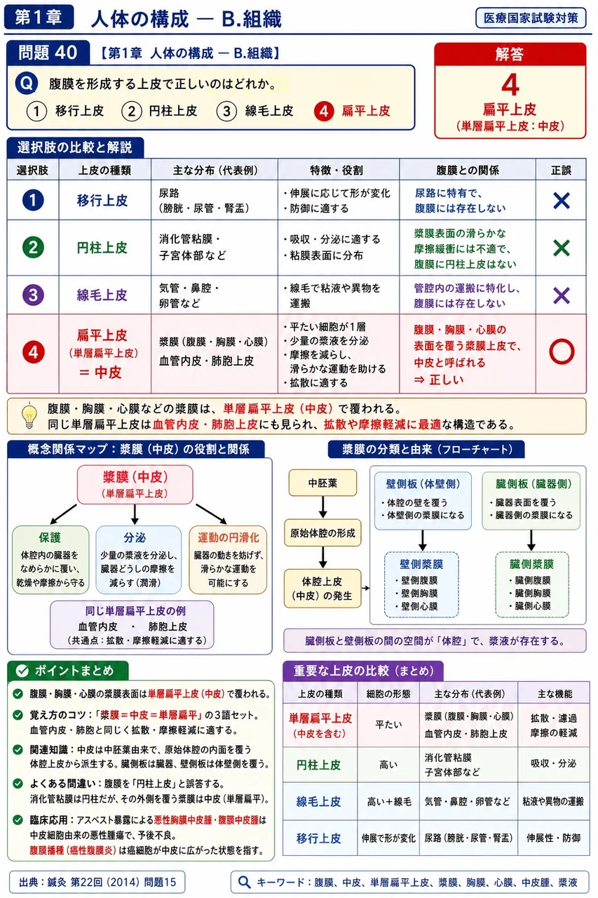 鍼灸 第22回(2014) 問題15｜腹膜を形成する上皮で正しいのはどれか。 解説図
