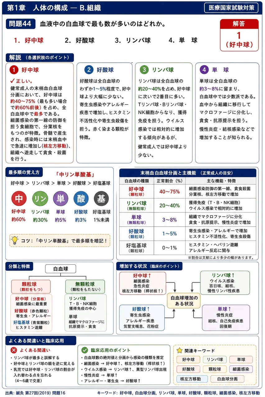 鍼灸 第27回(2019) 問題16|血液中の白血球で最も数が多いのはどれか。 解説図