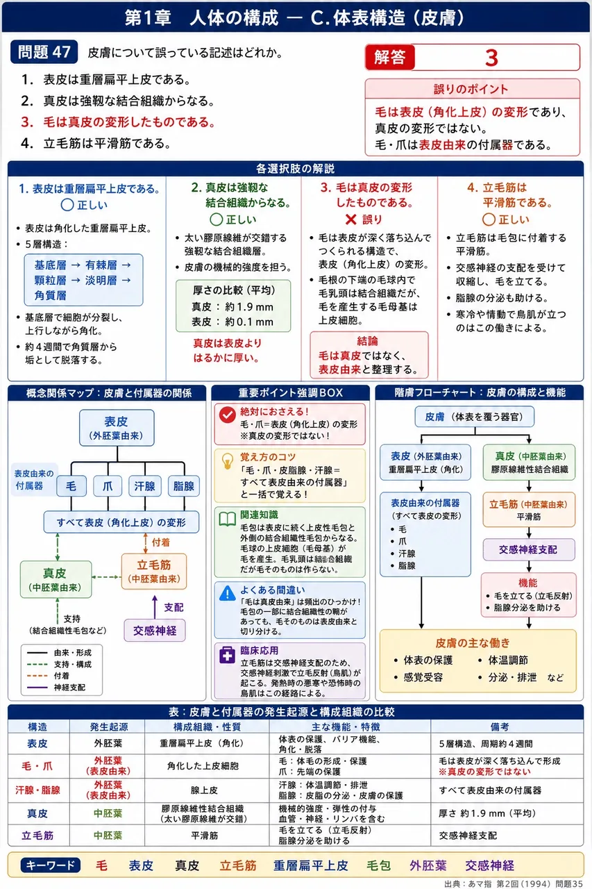 あマ指 第2回(1994) 問題35|皮膚について誤っている記述はどれか。 解説図