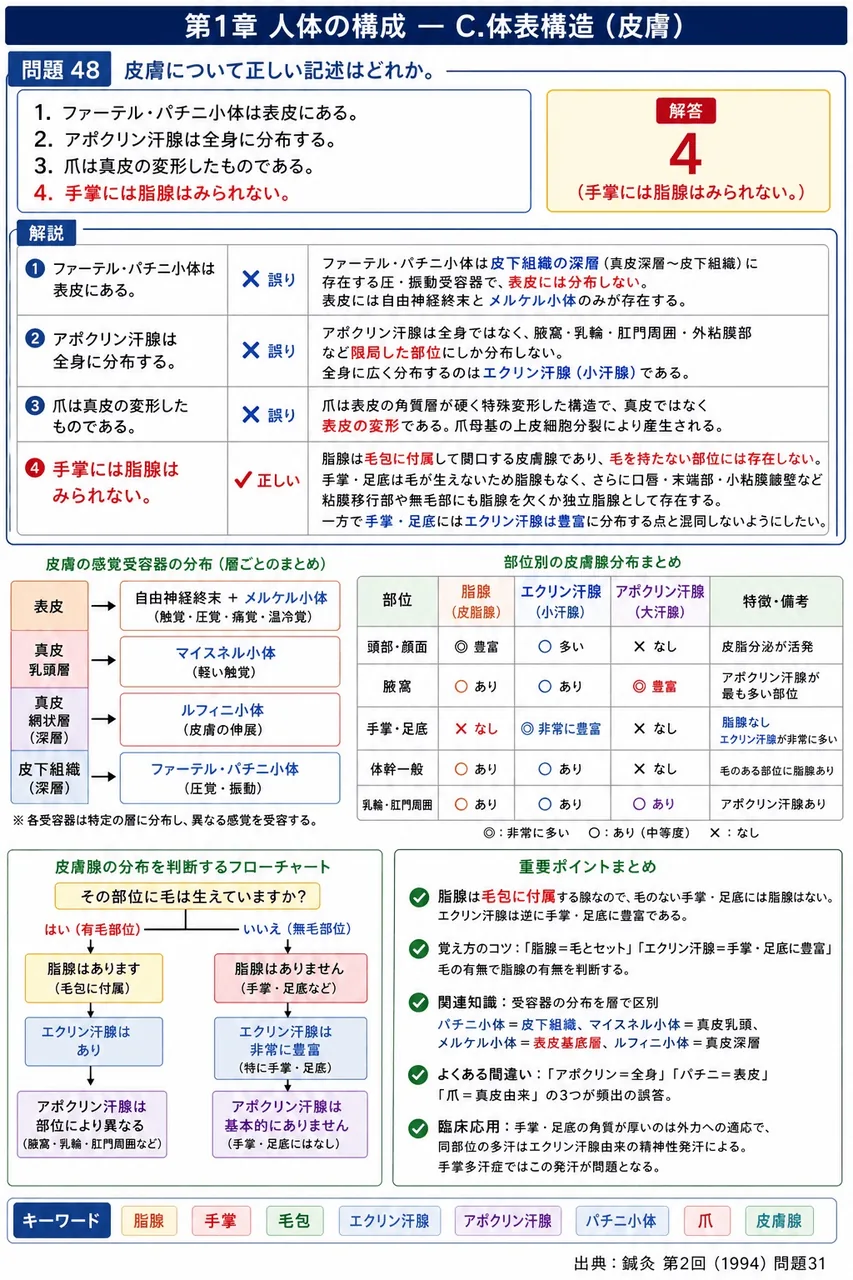 鍼灸 第2回(1994) 問題31｜皮膚について正しい記述はどれか。 解説図
