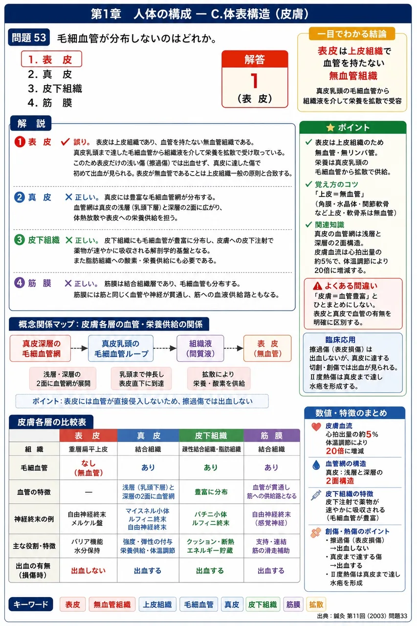 鍼灸 第11回(2003) 問題33|毛細血管が分布しないのはどれか。 解説図