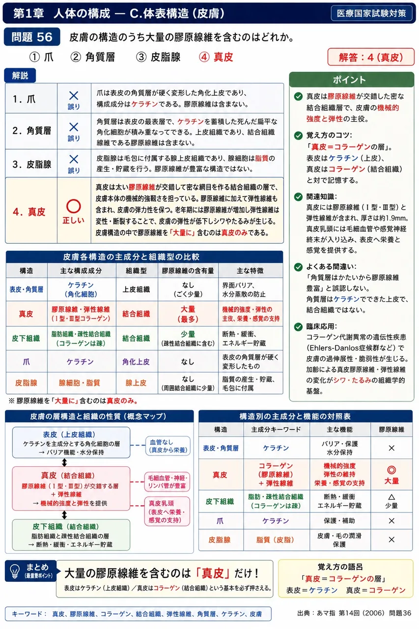 あマ指 第14回(2006) 問題36｜皮膚の構造のうち大量の膠原線維を含むのはどれか。 解説図
