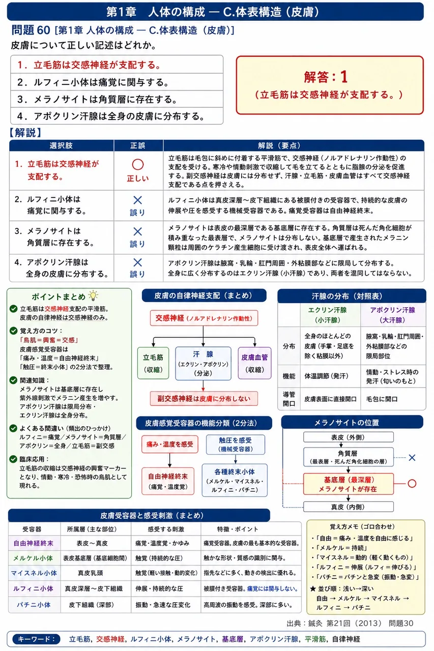 鍼灸 第21回(2013) 問題30|皮膚について正しい記述はどれか。 解説図