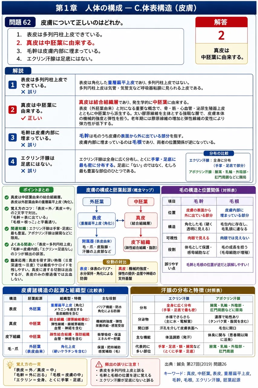 鍼灸 第27回(2019) 問題26｜皮膚について正しいのはどれか。 解説図