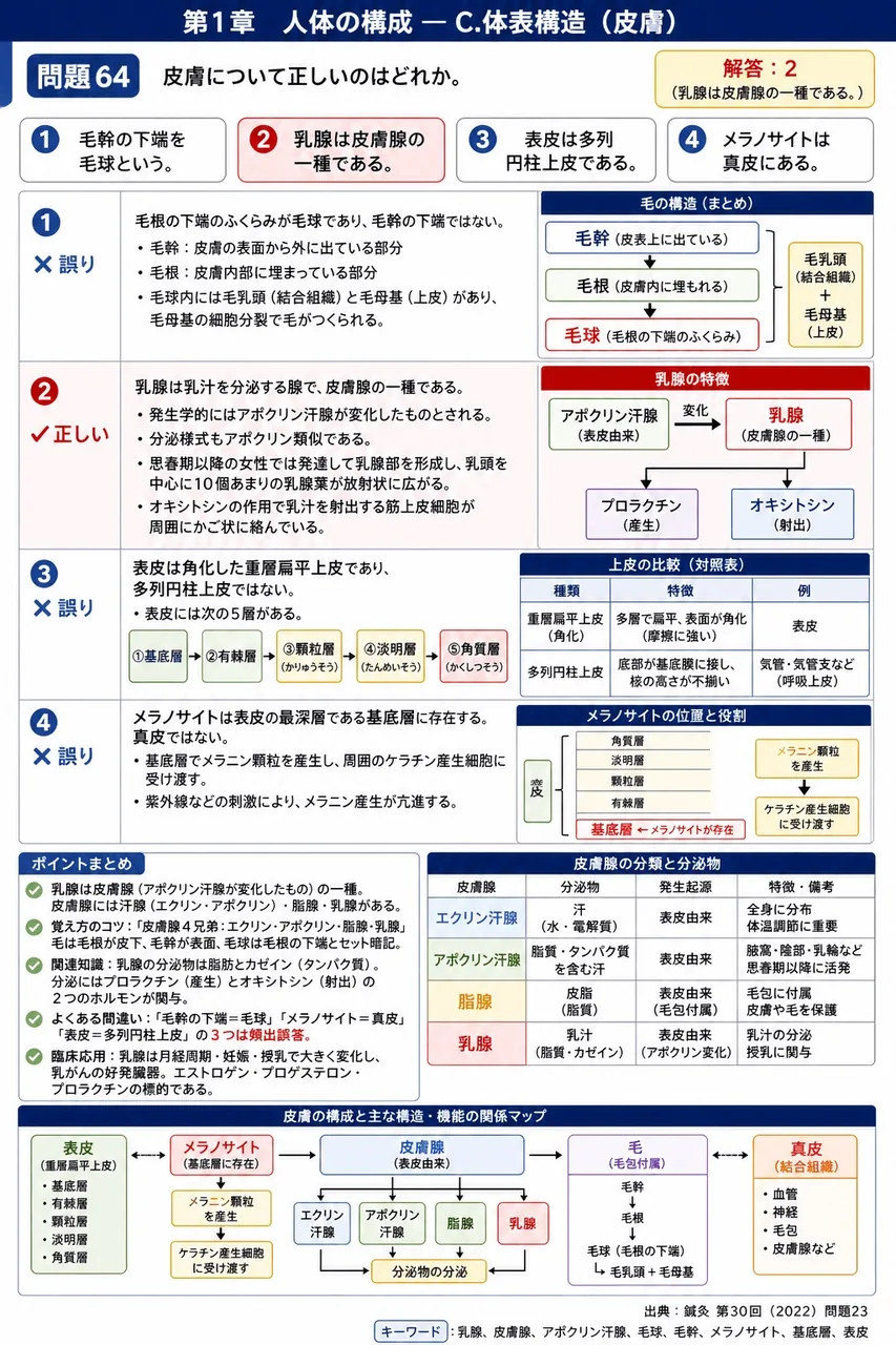 鍼灸 第30回(2022) 問題23|皮膚について正しいのはどれか。 解説図