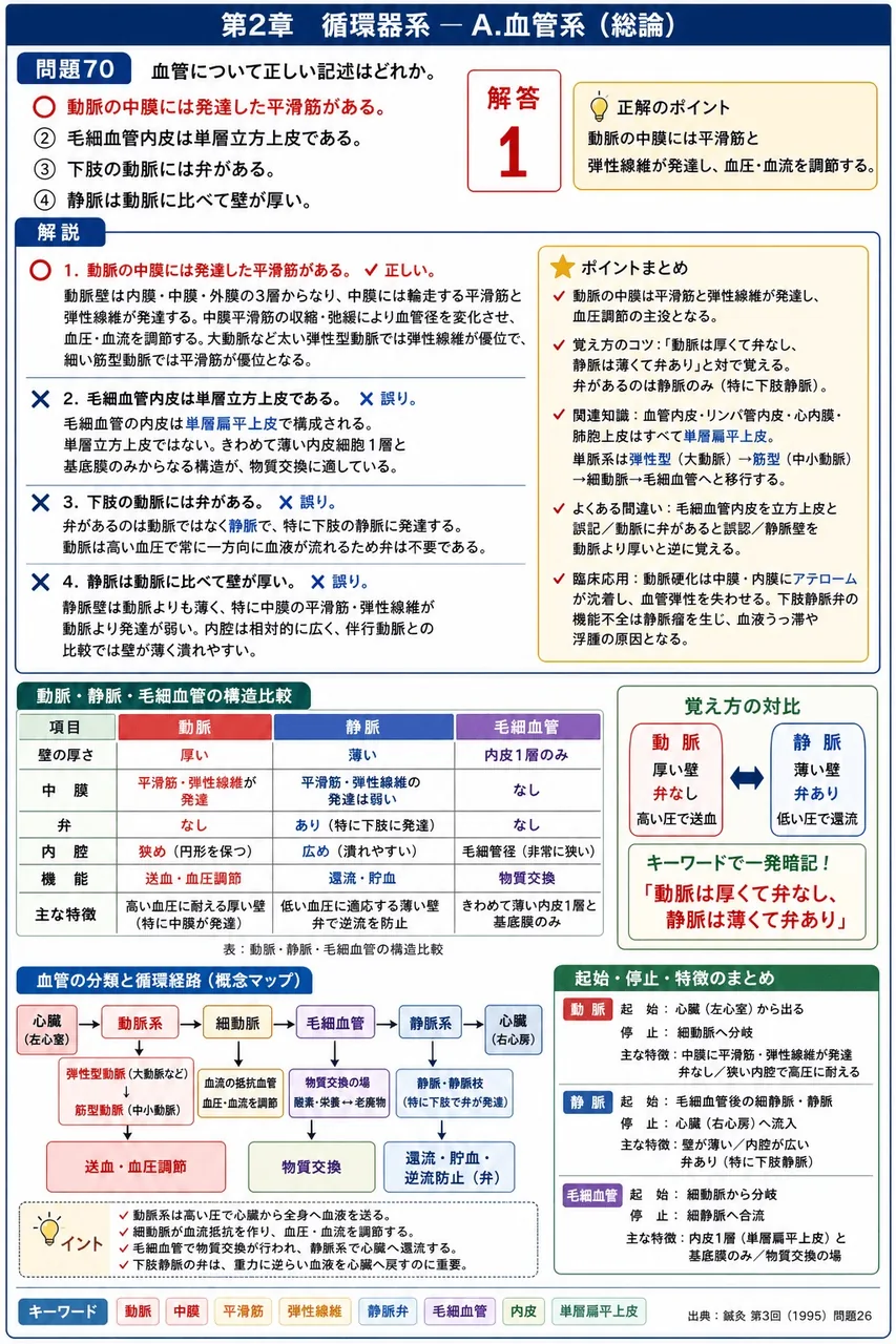 鍼灸 第3回(1995) 問題26|血管について正しい記述はどれか。 解説図
