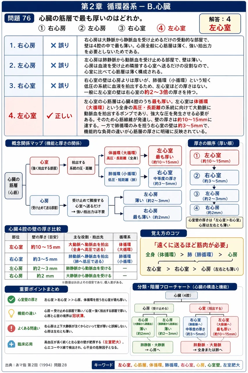 あマ指 第2回(1994) 問題28|心臓の筋層で最も厚いのはどれか。 解説図