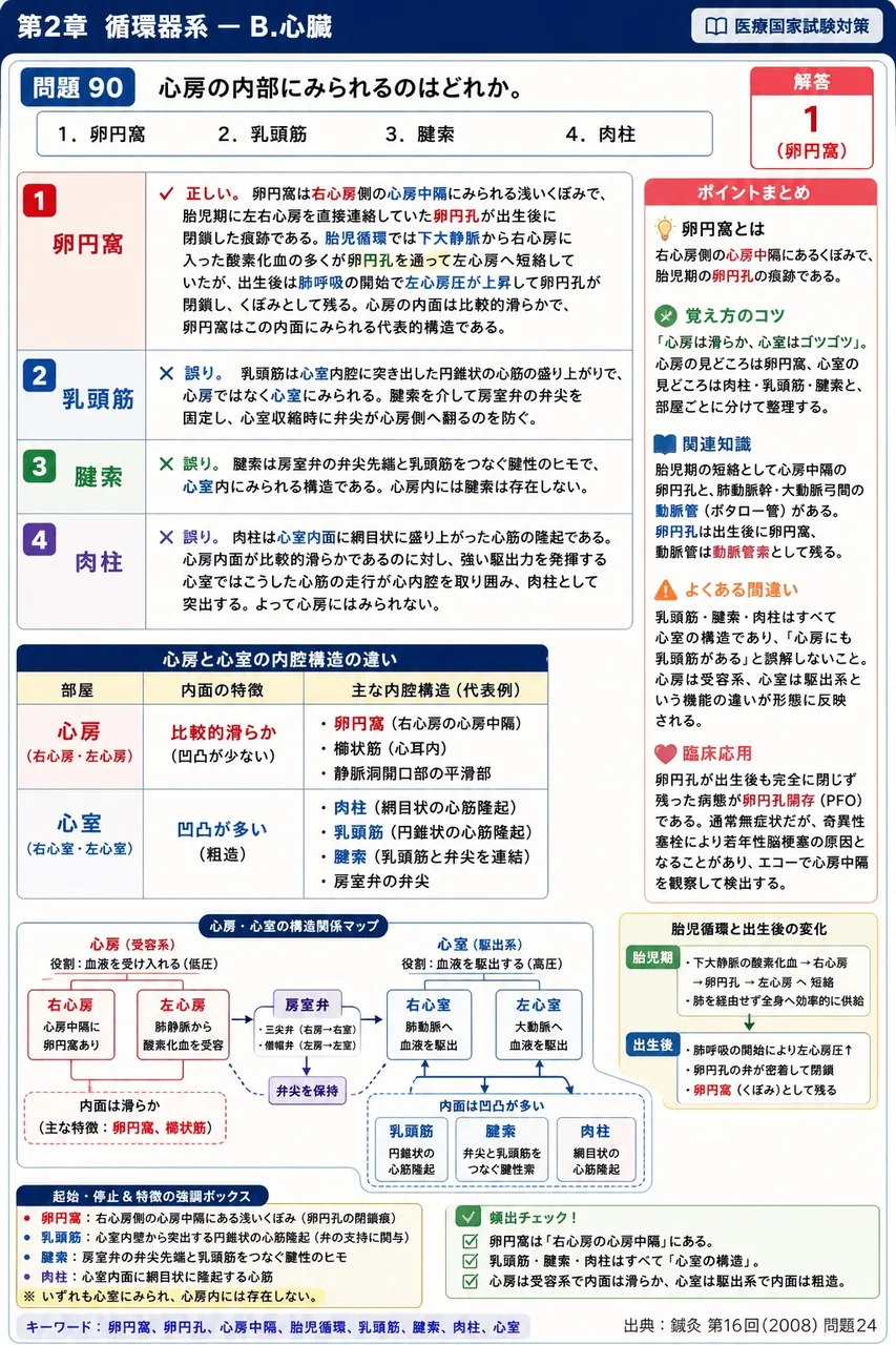 鍼灸 第16回(2008) 問題24｜心房の内部にみられるのはどれか。 解説図