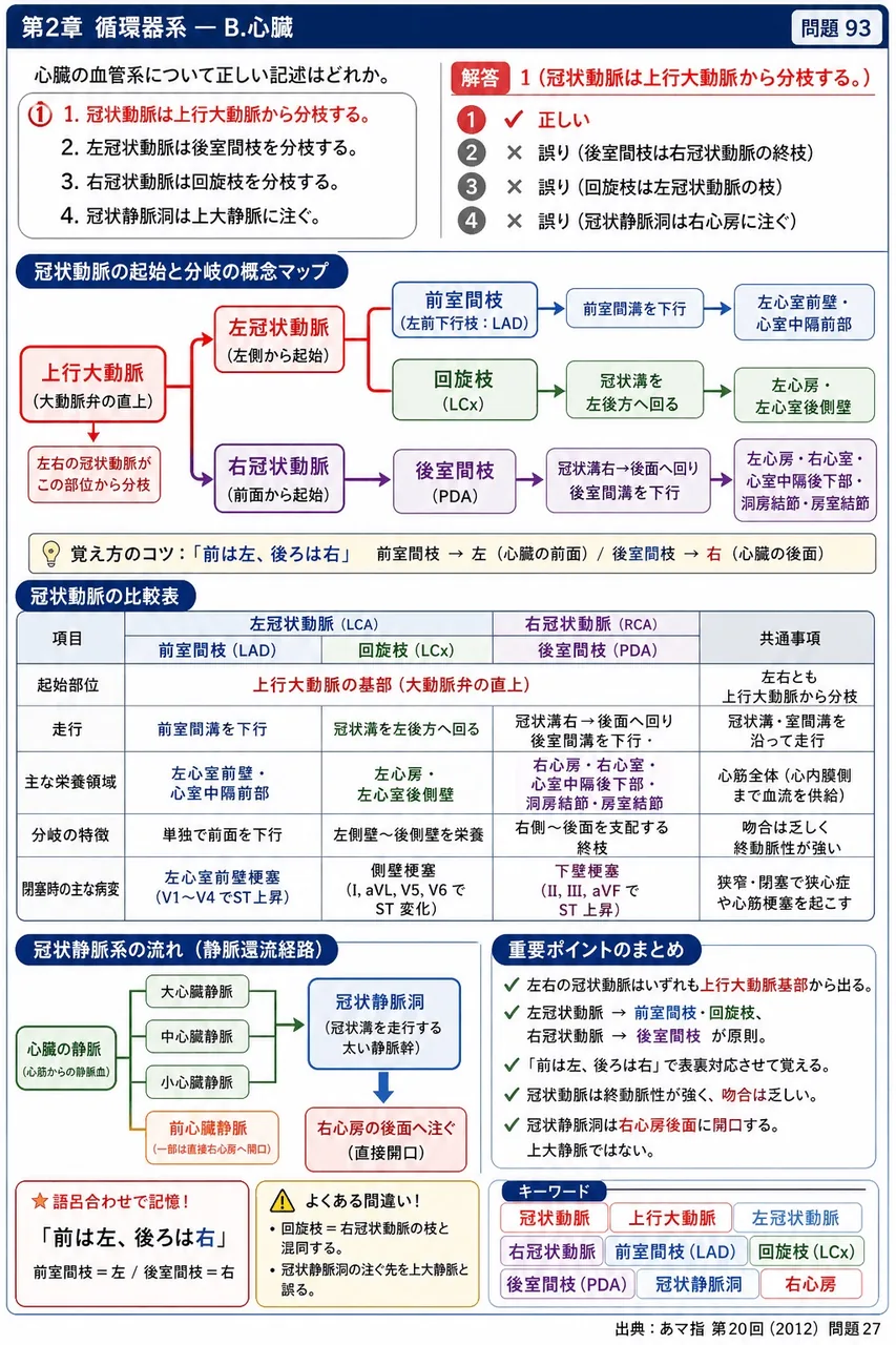 あマ指 第20回(2012) 問題27|心臓の血管系について正しい記述はどれか。 解説図
