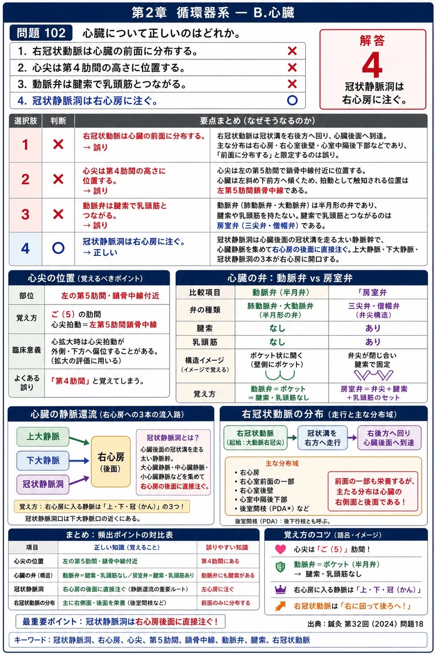 鍼灸 第32回(2024) 問題18｜心臓について正しいのはどれか。 解説図