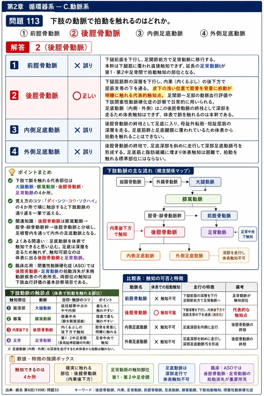 鍼灸 第6回(1998) 問題33｜下肢の動脈で拍動を触れるのはどれか。 解説図
