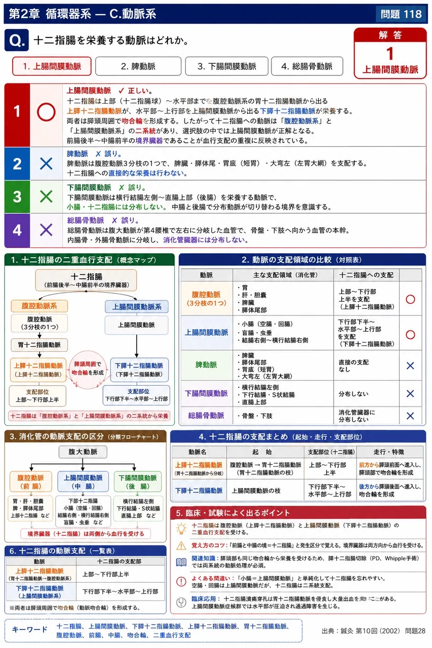 鍼灸 第10回(2002) 問題28｜十二指腸を栄養する動脈はどれか。 解説図