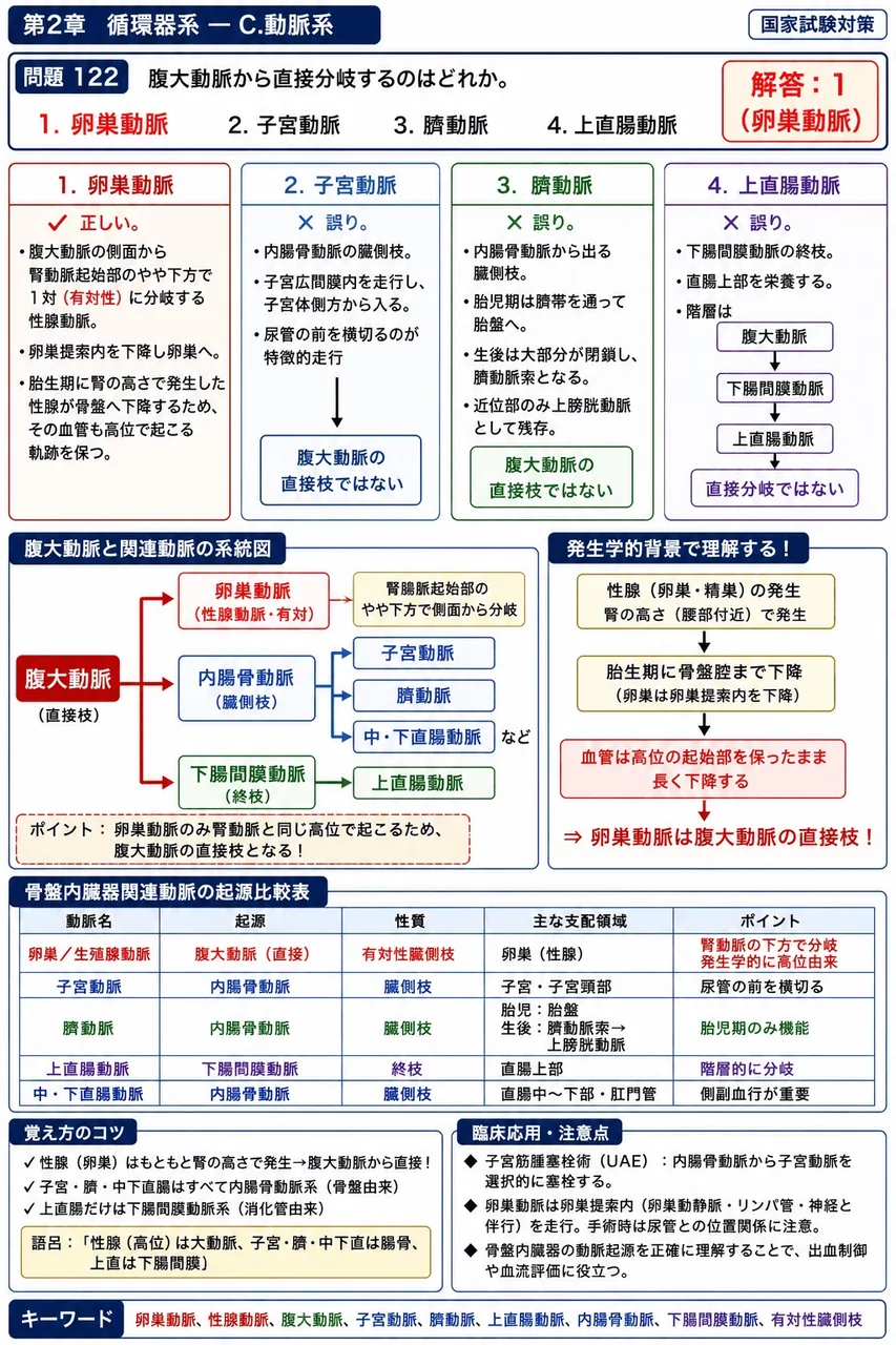 あマ指 第12回(2004) 問題31｜腹大動脈から直接分岐するのはどれか。 解説図