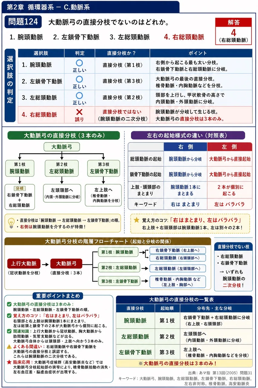 あマ指 第13回(2005) 問題31｜大動脈弓の直接分枝でないのはどれか。 解説図