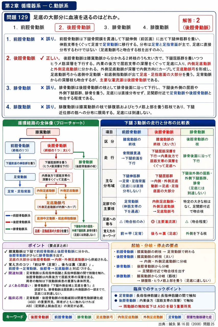 鍼灸 第16回(2008) 問題25｜足底の大部分に血液を送るのはどれか。 解説図