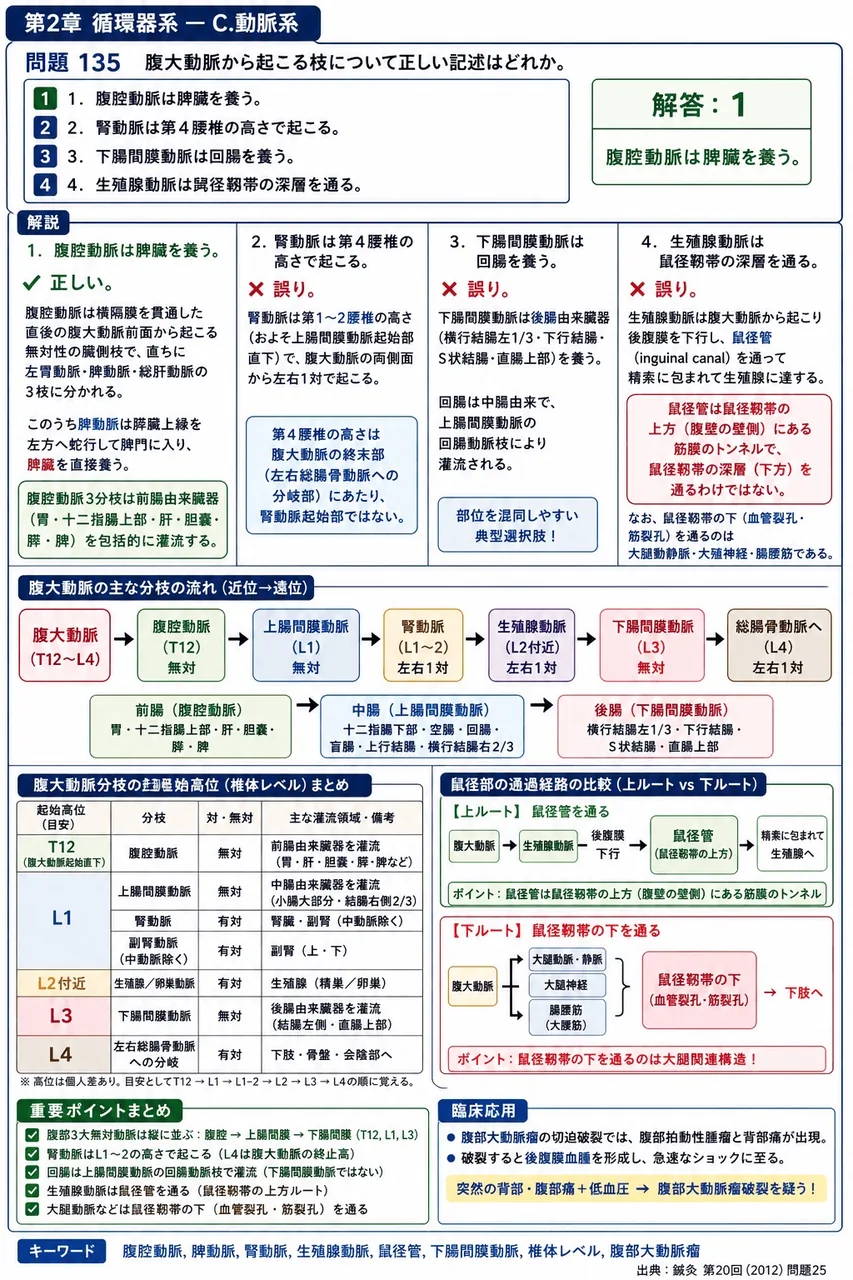 鍼灸 第20回(2012) 問題25｜腹大動脈から起こる枝について正しい記述はどれか。 解説図